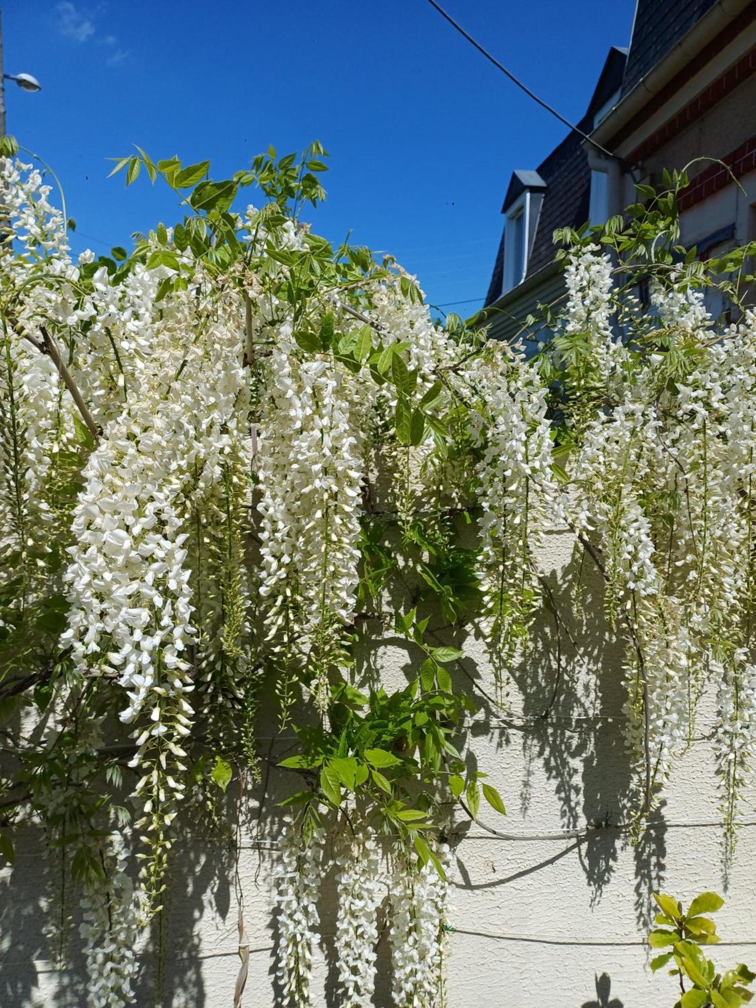 La Maison Des Magnolias Trouville-sur-Mer Eksteriør bilde